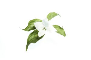 A delicate white trillium flower with green leaves isolated on a plain white background.